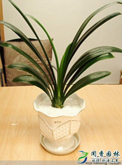 这几种植物可延长寿命：家里养一盘吧 - wxja1983 - wxja1983的博客
