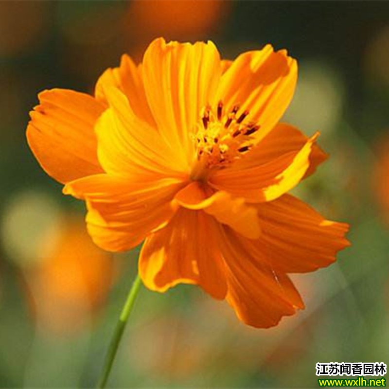 硫华菊花种子图片